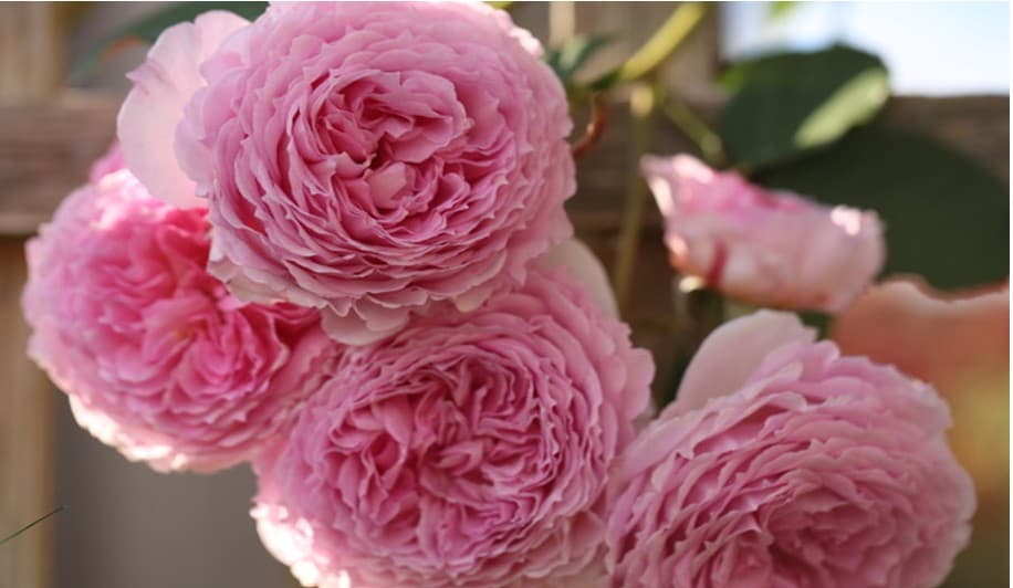 gardening-jobs-for-june