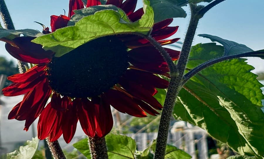 gardening-jobs-for-july