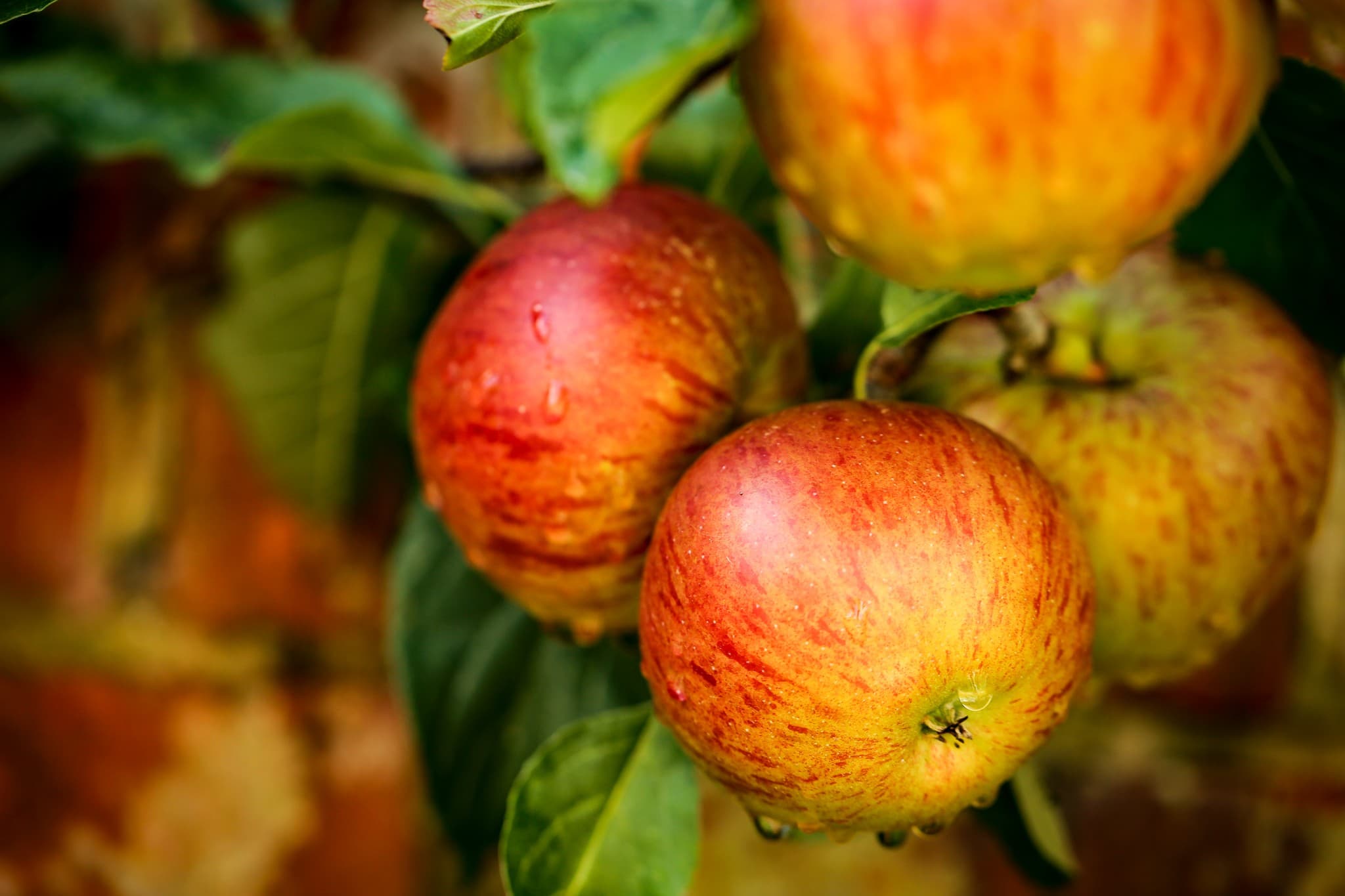 gardening-jobs-for-september