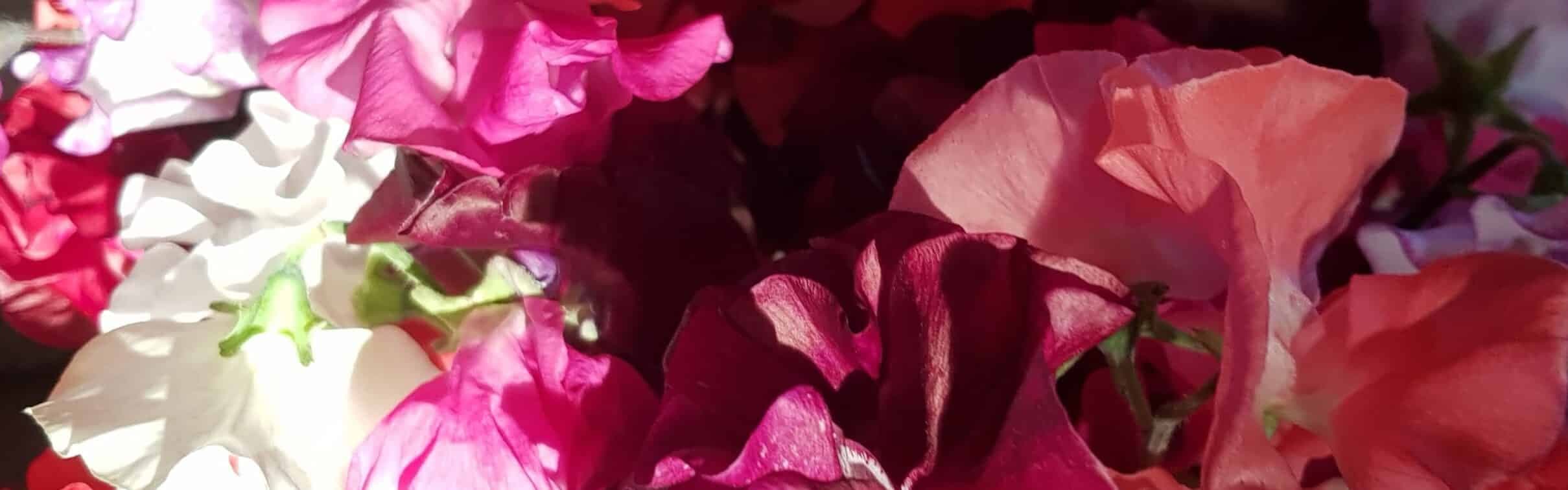 Banner background