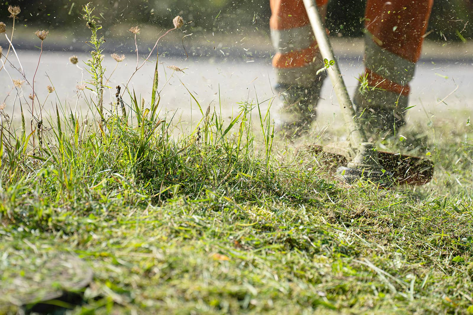 Become a WeWeed Local Sponsor
